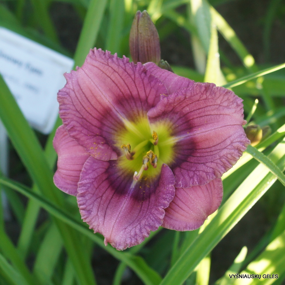 Hemerocallis 'Siloam New Toy'